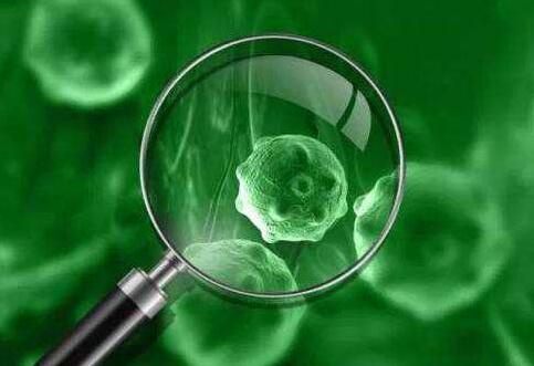 病毒細胞培養法及病變觀察